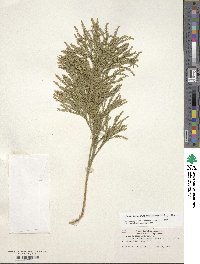 Dendrolycopodium dendroideum image