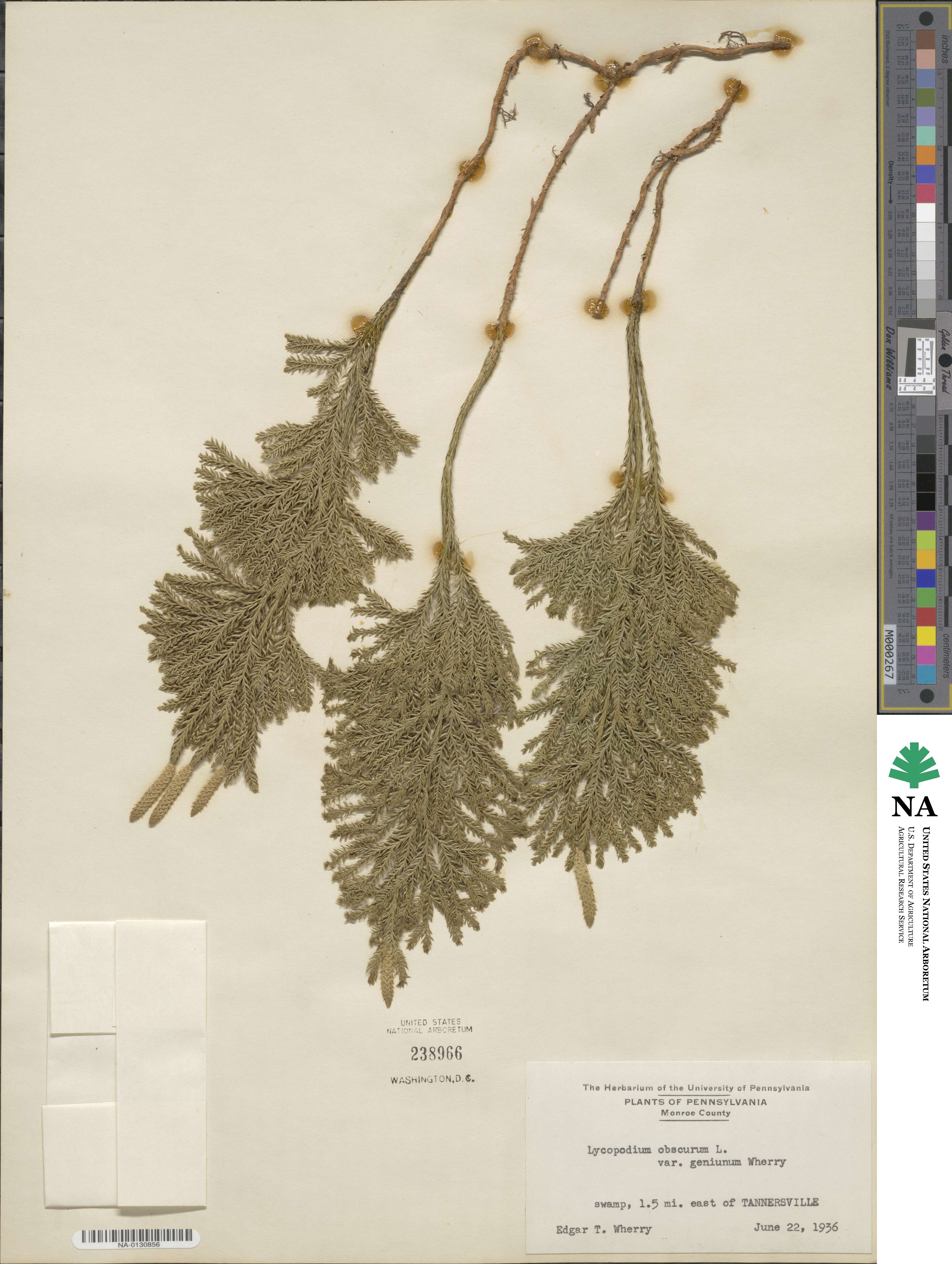 Dendrolycopodium dendroideum image