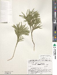 Image of Dendrolycopodium hickeyi