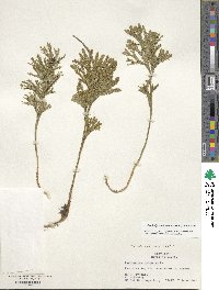 Dendrolycopodium obscurum image