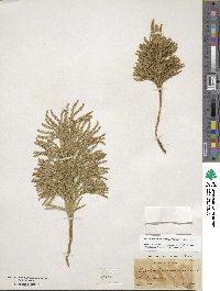 Dendrolycopodium obscurum image