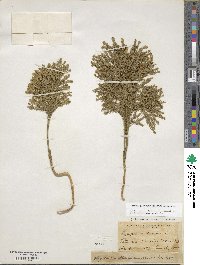 Dendrolycopodium obscurum image