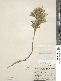 Dendrolycopodium obscurum image