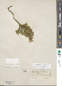 Dendrolycopodium obscurum image