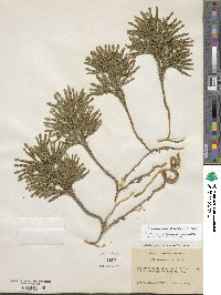 Dendrolycopodium obscurum image