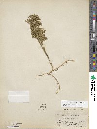 Dendrolycopodium obscurum image