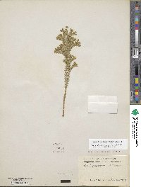 Dendrolycopodium obscurum image