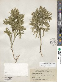 Dendrolycopodium obscurum image