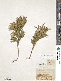 Dendrolycopodium obscurum image