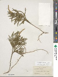 Dendrolycopodium obscurum image