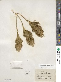 Dendrolycopodium obscurum image