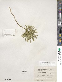 Dendrolycopodium obscurum image