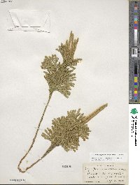 Dendrolycopodium obscurum image