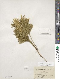 Dendrolycopodium obscurum image