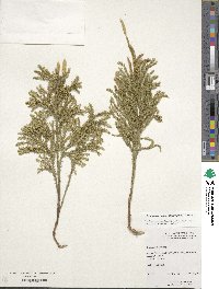 Dendrolycopodium obscurum image