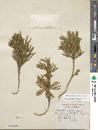 Dendrolycopodium obscurum image