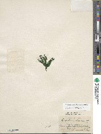 Dendrolycopodium obscurum image