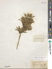 Dendrolycopodium obscurum image