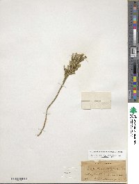 Dendrolycopodium obscurum image