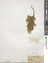 Dendrolycopodium obscurum image