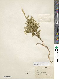 Dendrolycopodium obscurum image