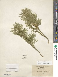 Dendrolycopodium obscurum image