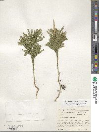 Dendrolycopodium obscurum image