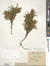 Dendrolycopodium obscurum image