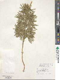 Dendrolycopodium obscurum image