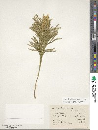 Dendrolycopodium obscurum image