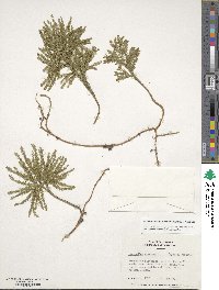 Dendrolycopodium obscurum image