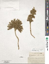 Dendrolycopodium obscurum image