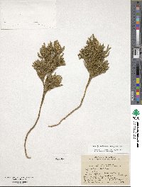 Dendrolycopodium obscurum image