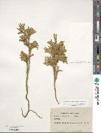 Dendrolycopodium obscurum image