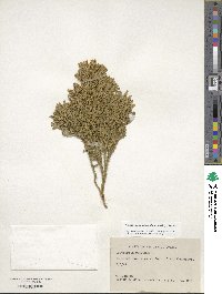 Dendrolycopodium obscurum image