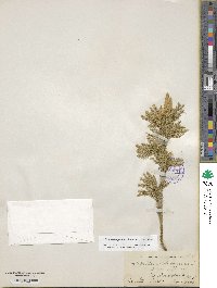 Dendrolycopodium obscurum image