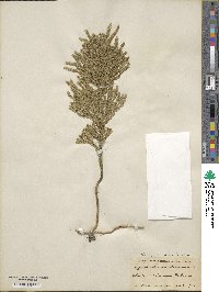 Dendrolycopodium obscurum image