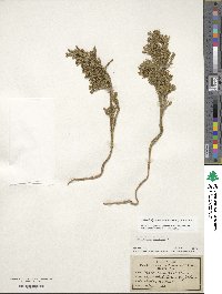 Dendrolycopodium obscurum image