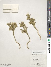 Dendrolycopodium obscurum image