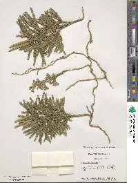 Dendrolycopodium obscurum image