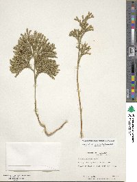 Dendrolycopodium obscurum image