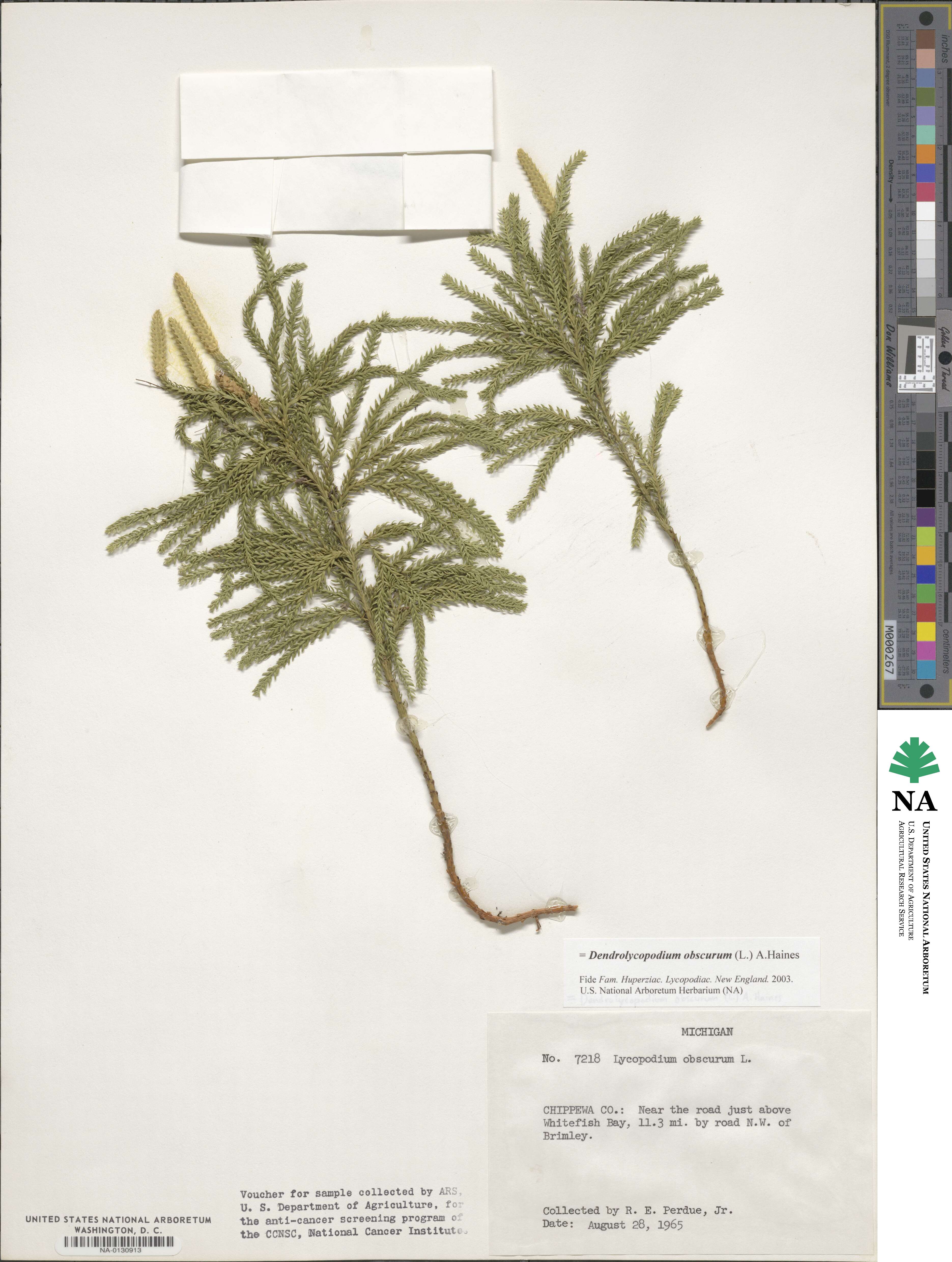 Dendrolycopodium obscurum image