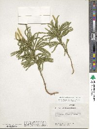 Dendrolycopodium obscurum image