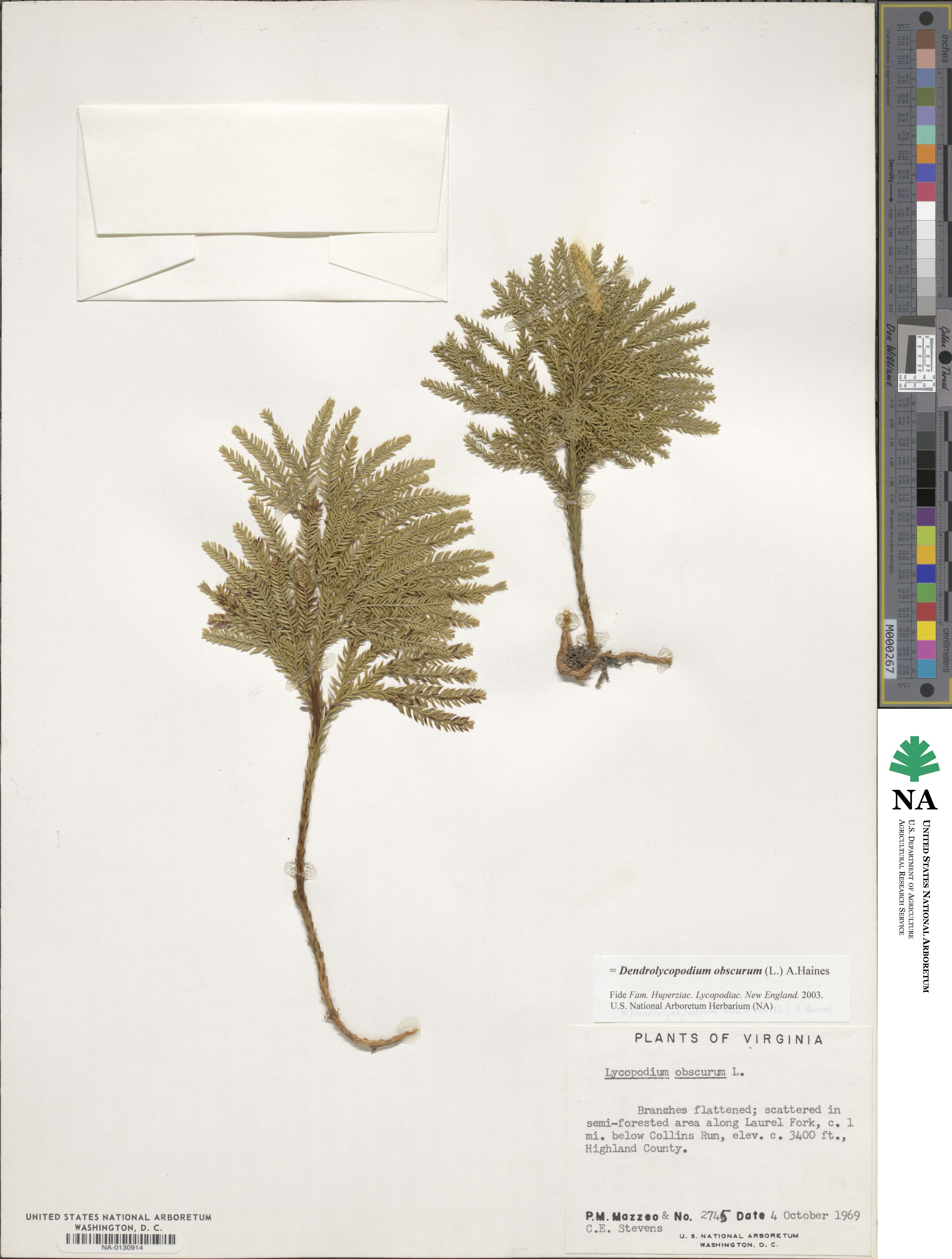 Dendrolycopodium image