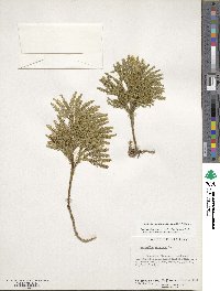 Dendrolycopodium obscurum image