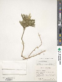 Dendrolycopodium obscurum image