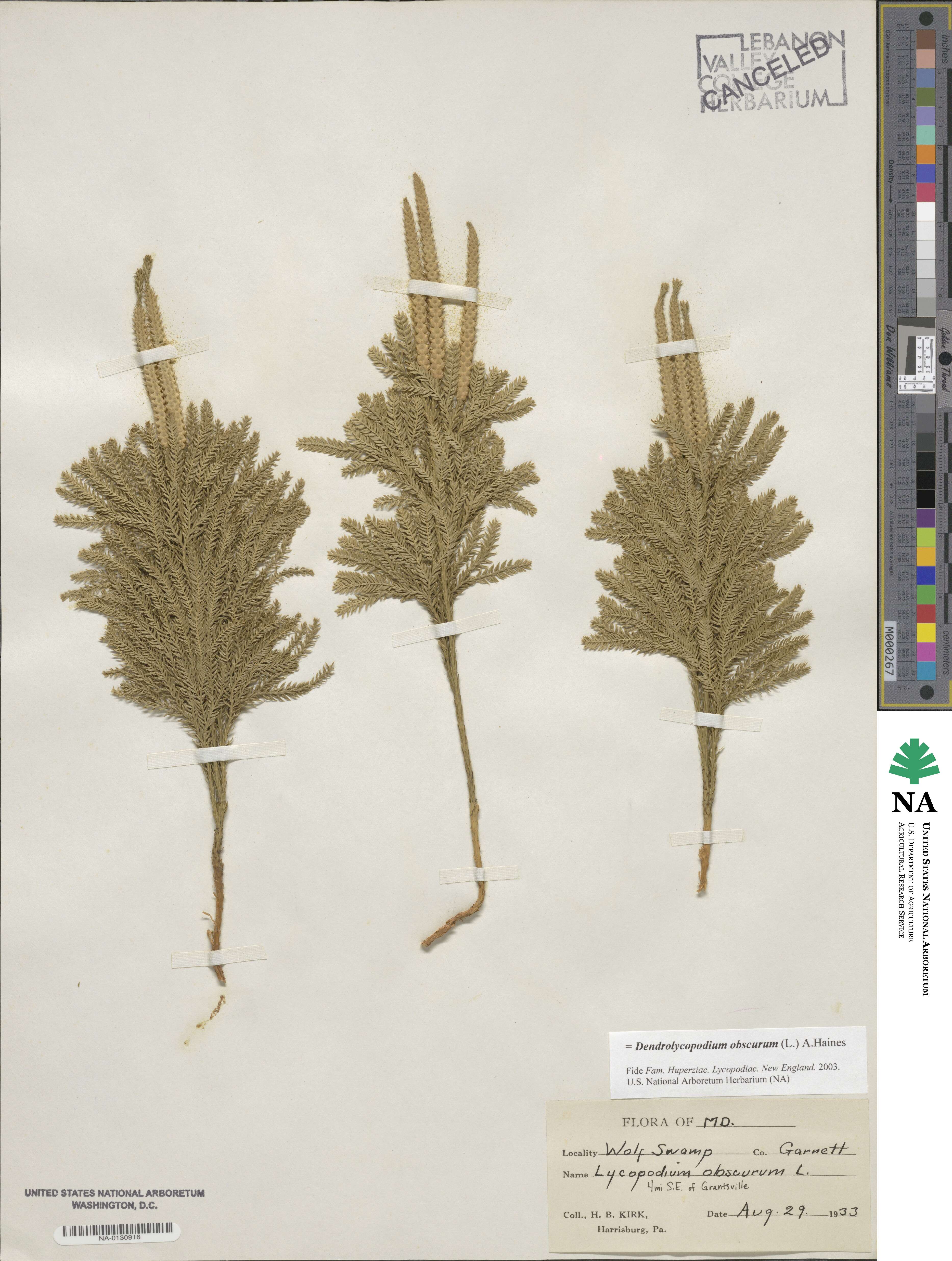 Dendrolycopodium obscurum image