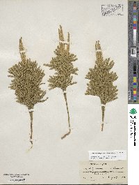 Dendrolycopodium obscurum image