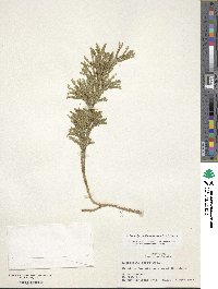 Dendrolycopodium obscurum image