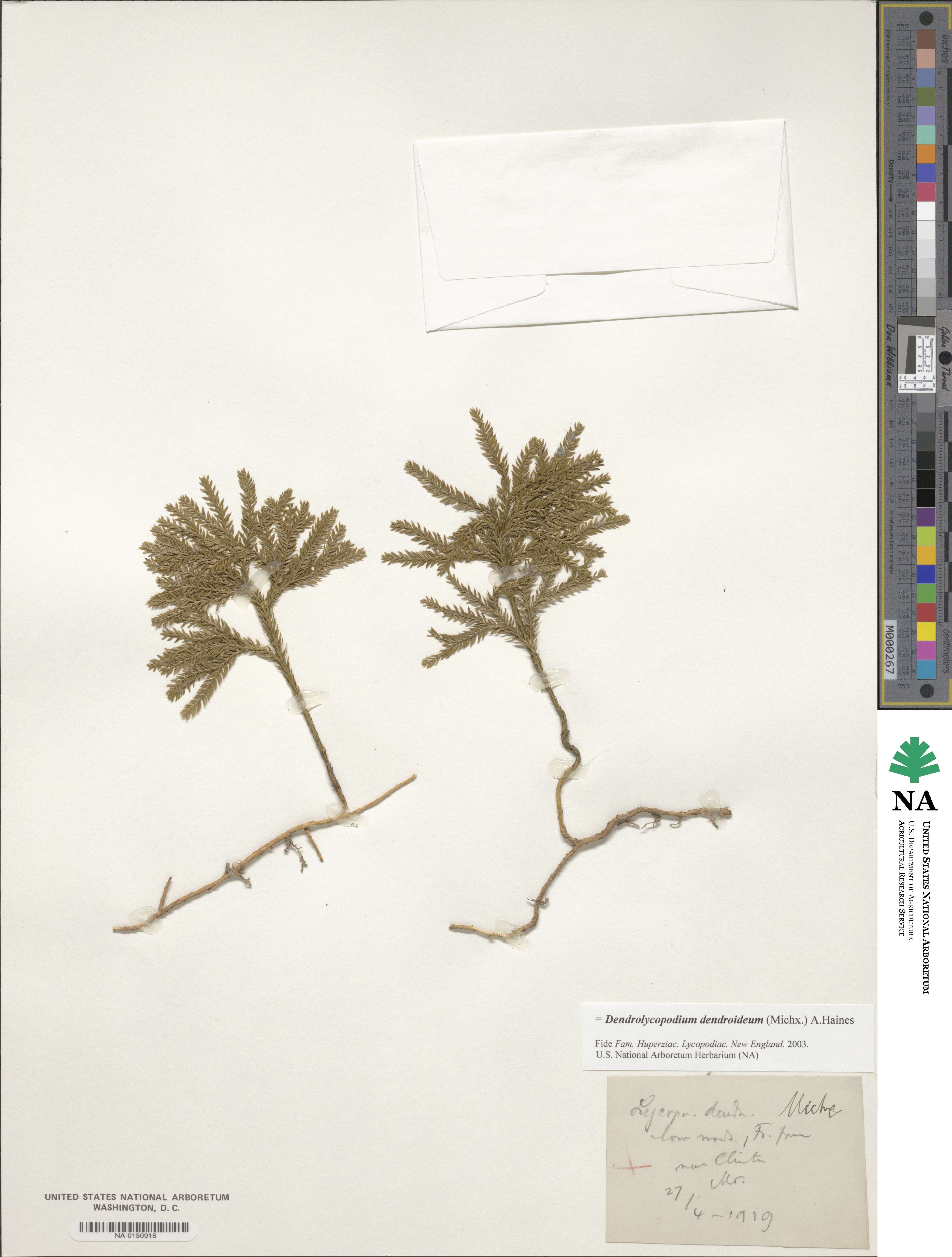 Dendrolycopodium dendroideum image
